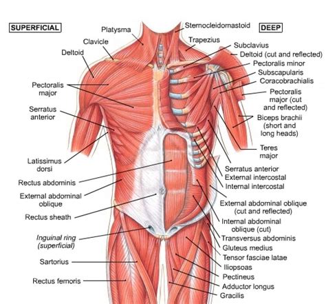 Learn anatomy faster and remember everything you learn. Chart Of Human Shoulder Muscles Chest Muscles Anatomy ...