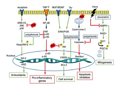 Intracellular Signaling Pathways Involved In Neuroprotection And Download Scientific Diagram