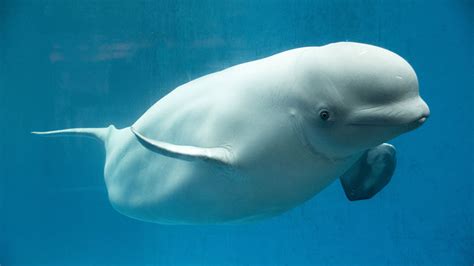 Beluga Whales And Narwhals Go Through Menopause Science News