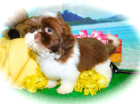 Dixie x cooper dixie puppies arrived on march 13th. Shih Tzu puppy dog for sale in Hammond, Indiana