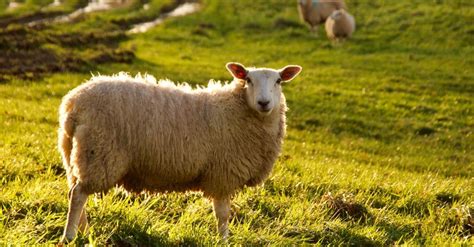 Sheep Animal Facts Ovis Aries Az Animals