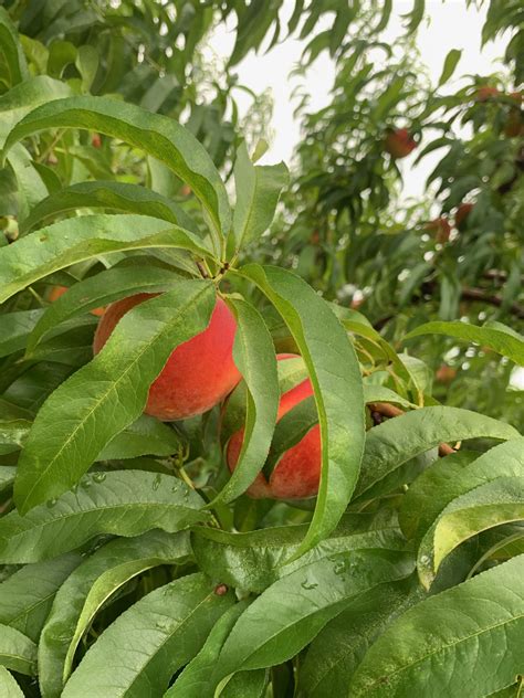 Late frosts can destroy open flowers and reduce fruit yields. Banks Farms - Genuine MississippiGenuine Mississippi