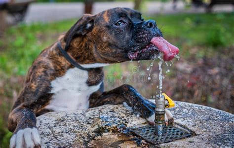 123 Boxer Dog Drinking Water Stock Photos Free And Royalty Free Stock