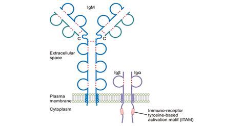 What Are B Cell Receptors Cusabio