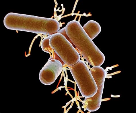 Lactobacillus Bacteria 1 Photograph By Science Photo Library Fine