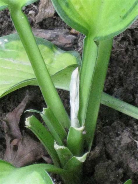 On many trees and shrubs, rabbits have removed the bark completely around the trunks and stems, effectively girdling them. Rabbits
