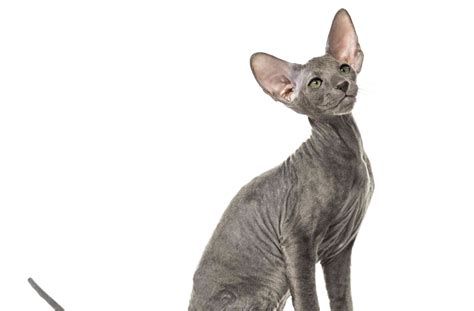 Peterbald Cat—full Profile History And Care