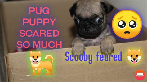 Scared Pug Puppy Pug Puppy Youtube