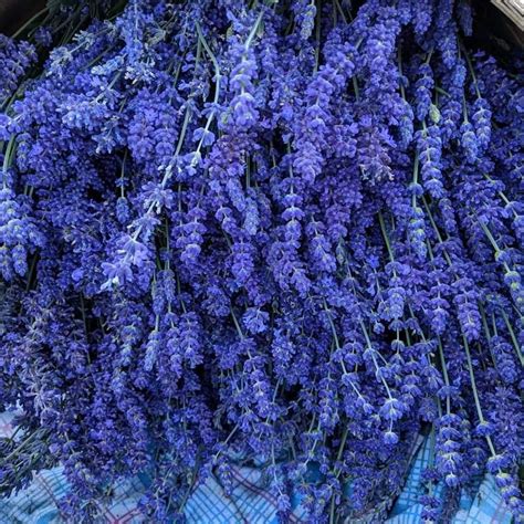Lavender Plant Folgate — The Giving Place