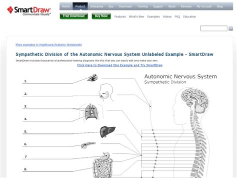 Sympathetic Division Of The Autonomic Nervous System Worksheet For 11th