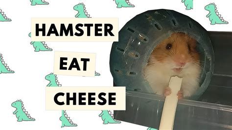 Cute Hamster Eat Cheese Youtube