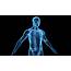 Human Body  General Science Quiz Quizizz