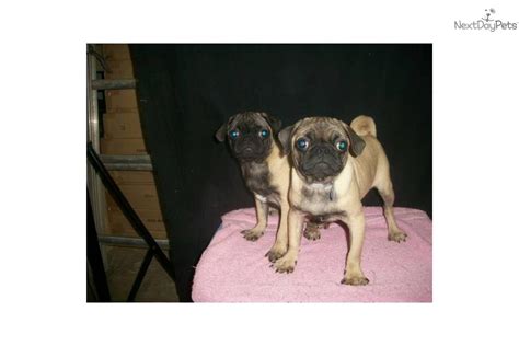 5245 port tobacco road, nanjemoy, maryland 20662, united states. Meet M & F available a cute Pug puppy for sale for $550. Pug- NJ, NY, CT, MD, DE, MA, PA- M & F