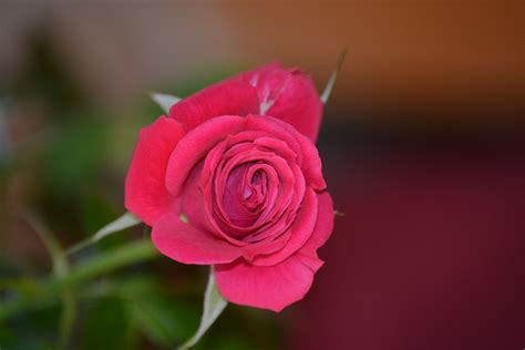 Single Red Rose Photo Free Stock Photo Public Domain Pictures