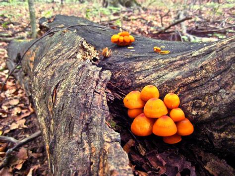 Orange Mushrooms On A Log When Hiking Through Michigan I Flickr