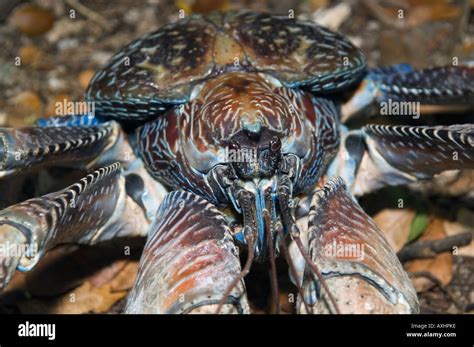 Tanzania Zanzibar Chumbe Island Giant Coconut Crab Birgus Latro Is The