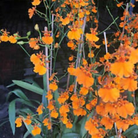 Orchid Oncidium Odontocidium Gower Ramsey Orange Etsy
