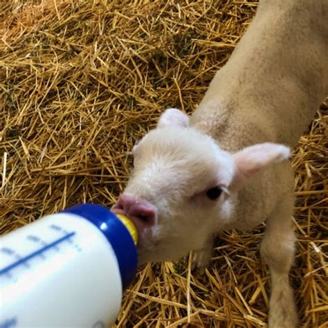 Why You Should Never Overfeed Bottle Lambs Barinaga Ranch