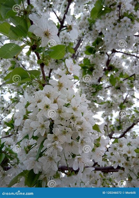 Blossoming Cherry Tree In Spring Beautiful White Flowers Stock Photo