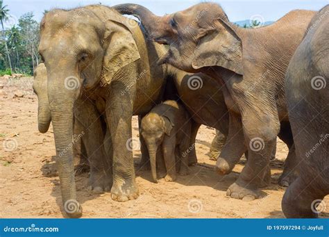 Orfanato De Elefantes Pinnawala Sri Lanka Foto De Stock Imagem De Presa Selvagem 197597294