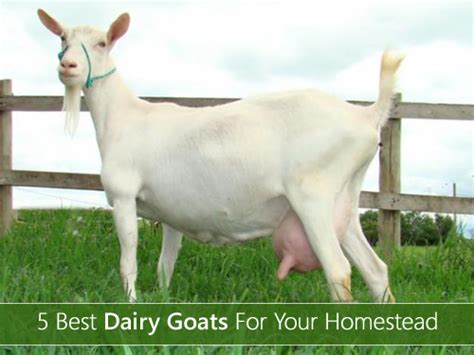 5 Best Dairy Goats Breeds For Your Homestead