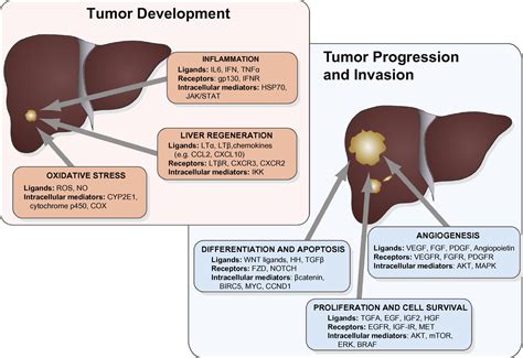 Cancer Gene Discovery In Hepatocellular Carcinoma Journal Of Hepatology