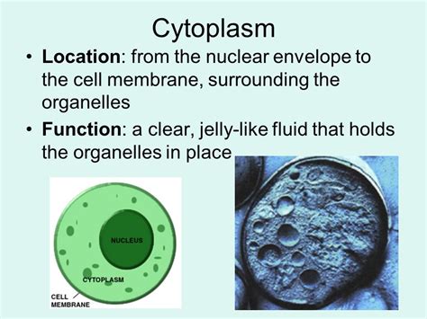 Function Of Cytoplasm Composition Of Cytoplasm
