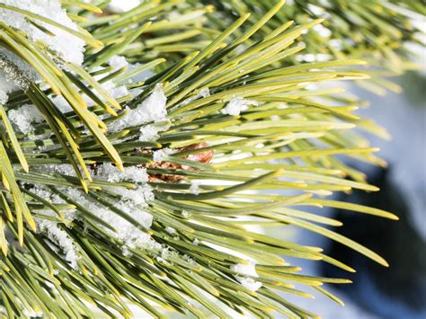 Pine Leaves With Snow And Ice Free Stock Photo Foca Stock