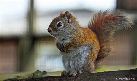 Whats The Story Behind The Grey Squirrel In Britain Wildlife Online