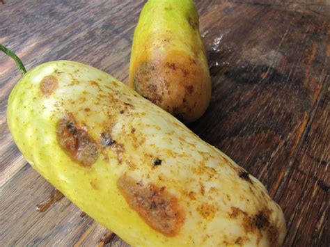 Be sure to handle them carefully when you pick them. How to save cucumber seeds