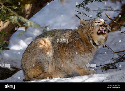 Hissing Canada Lynx Sitting Under An Evergreen Tree In A Snow Covered