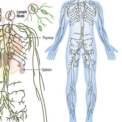 Lymphatic System Of Human Body