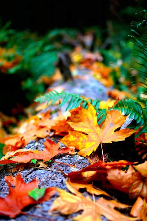 We did not find results for: whatsapp wallpaper 100+ free download HD Quality