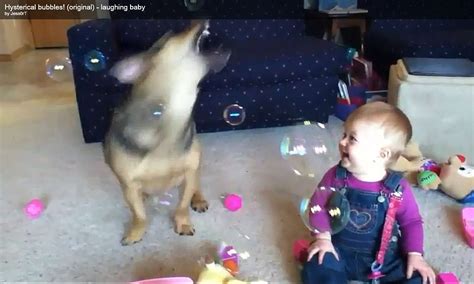 Adorable Scenes As Baby Laughs Hysterically As Her Pet Dog Catches Bubbles