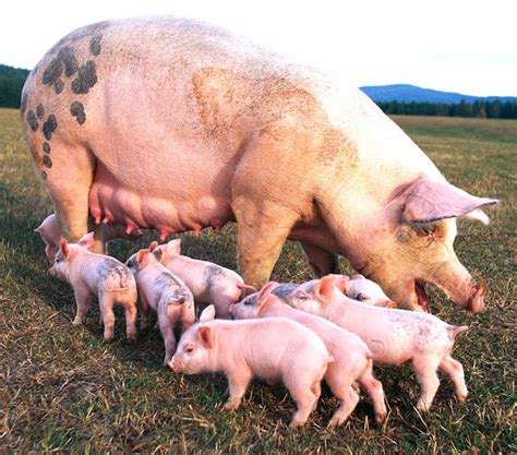 Pig Farming In Nigeria 13 Easy Steps For Beginners