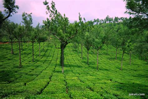 The Amazing Tea Plantations Of Munnar Világevő