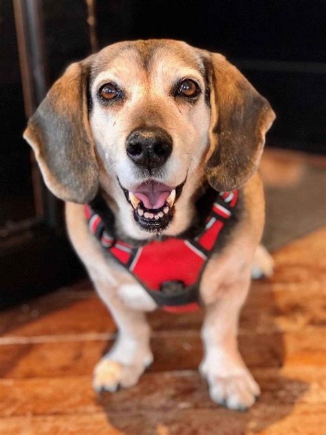 Beagle basset hound mix puppies na sprzedaż. Lenny the Beagle, Basset Hound Mix ~ DogPerDay ~ Cute puppy pictures, dog photos, cute videos ...