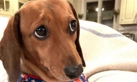 14 Pictures Only Dachshund Owners Will Think Are Funny The Dogman