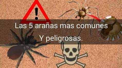 Cada vez que una araña coloca sus huevos nacen miles de arañas que comienzan a expandirse. Las 5 arañas mas comunes y peligrosas de tu casa. - YouTube