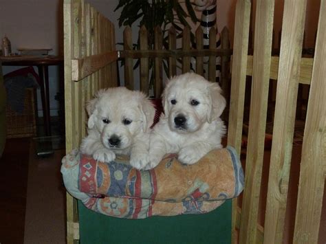 If you are looking to adopt or buy a golden retriever take a look here! Raising English Cream Golden Retriever Puppies