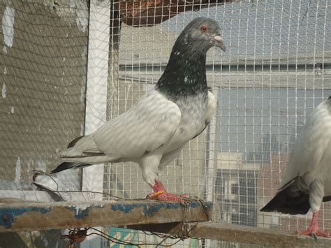 We offer information for caring of pets, pets breeding tips, pets training videos and pets medications. Tiger high flying Pigeons ~ Kabootar Baaz | Pakistani ...
