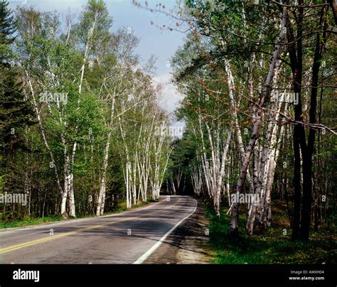 Shelbourne Birches Line The Highway In Rural New Hampshire Stock Photo