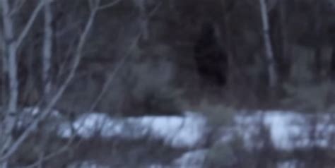 Bigfoot Evidence And Sightings 2015 Bigfoot Spotted In Utah Woods