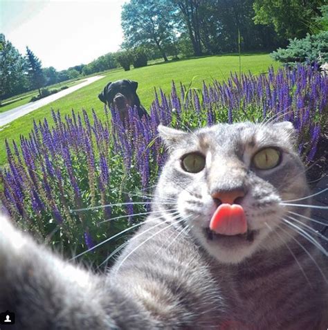 Manny The Selfie Cat Takes Impressive Photos Of Himself With A Gopro