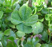 What medick, the wood sorrels, and the true clovers all have in common is a leaf made up of three leaflets. Four-leaf clover - Wikipedia