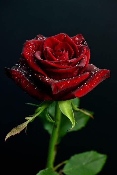 I Love You Beautiful Rose Flowers Beautiful Red Roses Red Roses