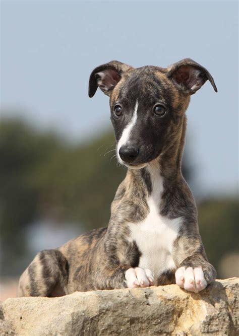 The Whippet Dog Breed Information And Tips The Happy Puppy Site