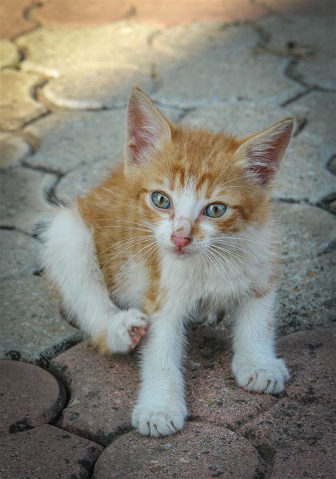 Gato Gatito Kitty Foto Gratis En Pixabay Pixabay