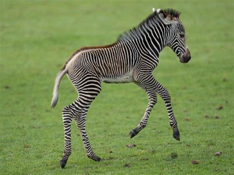 Rare Zebra Born At British Zoo Shropshire Star