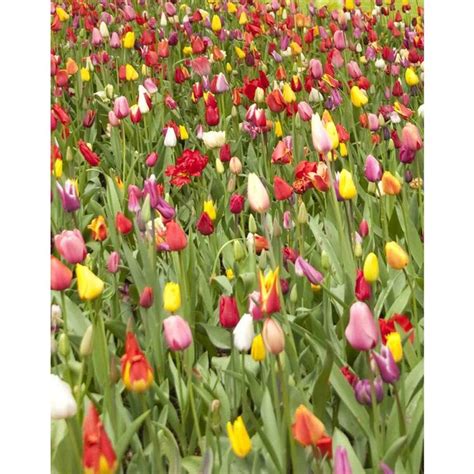 100 Pack Mixed Perennial Tulips Bulbs At